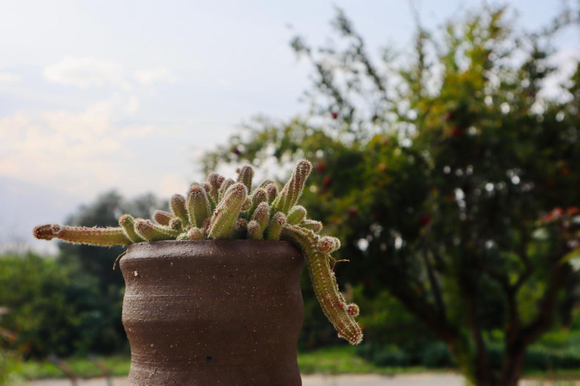 בקתות האס ואטינגר Villa Geva Carmel Exteriör bild